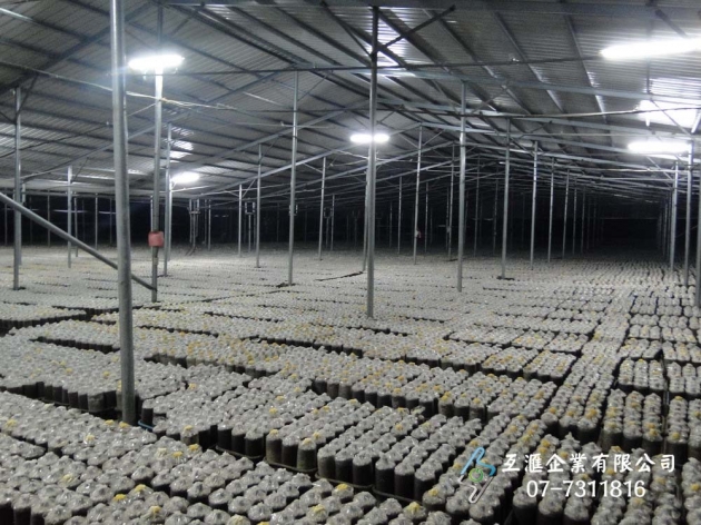 菇類溫室種殖_隔熱保溫 1
