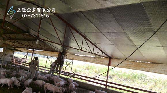 豬隻養殖場_隔熱 1