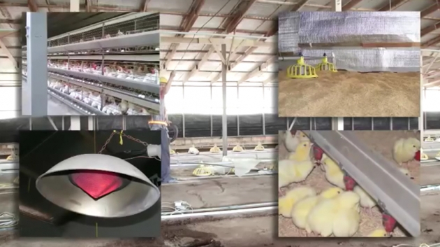 雞隻養殖場_隔熱 1