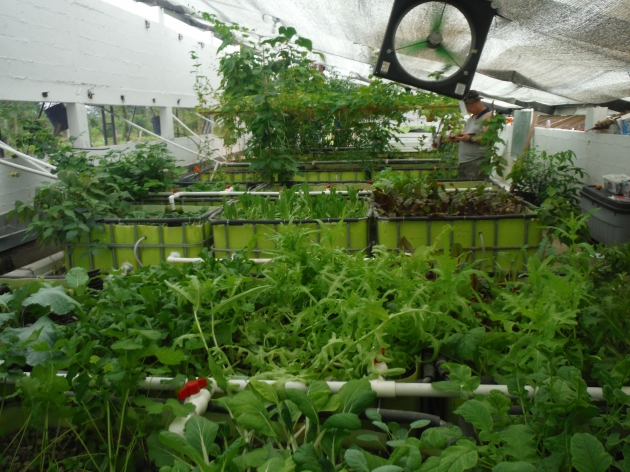 溫室植栽隔熱_保溫 3