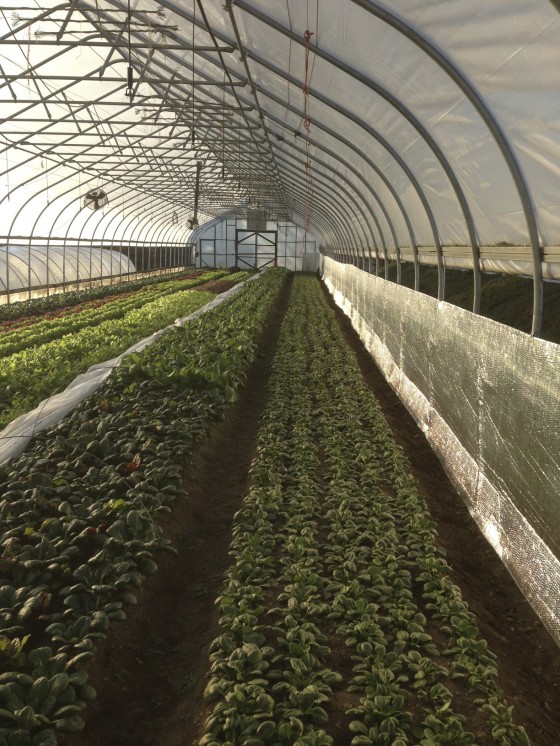 溫室植栽隔熱_保溫 4